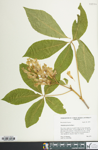 Aesculus sylvatica image