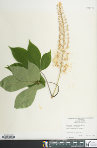 Aesculus parviflora image