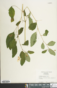 Impatiens pallida image