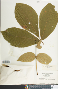 Carya laciniosa image