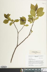 Rhamnus alnifolia image