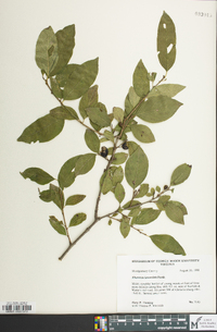 Rhamnus lanceolata image