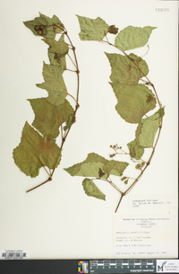 Ampelopsis cordata image