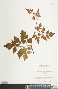 Ampelopsis arborea image