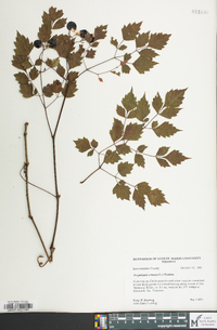 Nekemias arborea image