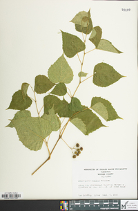 Ampelopsis cordata image