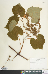 Vitis labrusca image