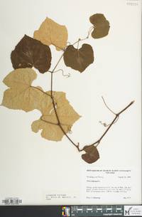 Vitis labrusca image