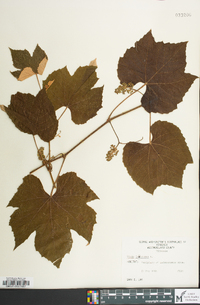 Vitis labrusca image