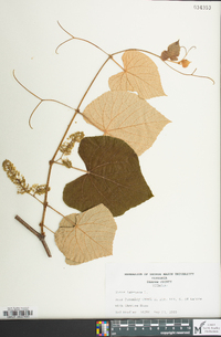 Vitis labrusca image