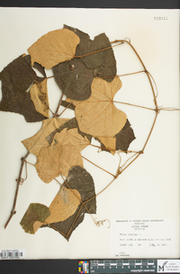 Vitis labrusca image