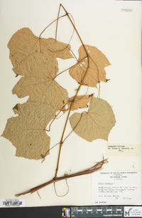 Vitis labrusca image