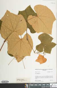 Vitis labrusca image