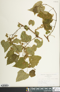 Vitis vulpina image