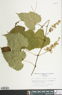 Vitis vulpina image