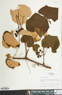 Vitis labrusca image