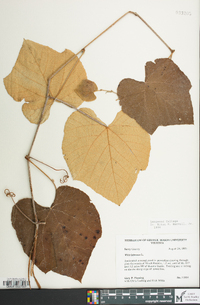 Vitis labrusca image