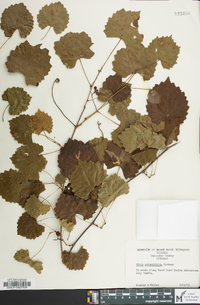 Vitis rotundifolia image