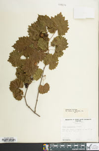 Vitis rotundifolia image