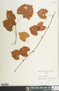 Vitis rotundifolia image