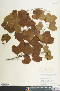 Vitis rotundifolia image