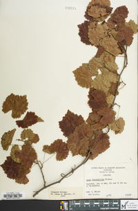 Vitis rotundifolia image