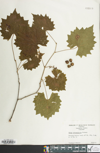 Vitis rotundifolia image