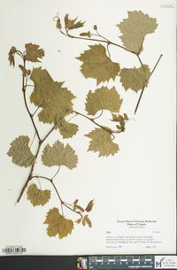 Vitis riparia image