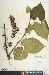 Vitis vulpina image