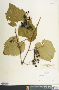 Vitis vulpina image