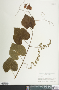 Vitis vulpina image