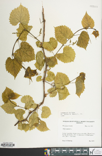 Vitis vulpina image