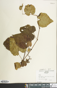 Vitis vulpina image