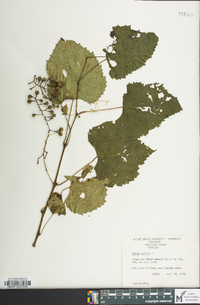 Vitis vulpina image