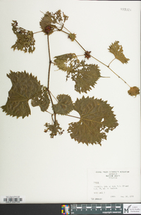 Vitis vulpina image