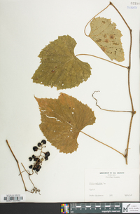 Vitis vulpina image