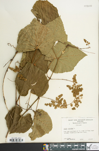 Vitis vulpina image