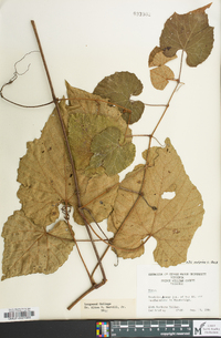 Vitis vulpina image