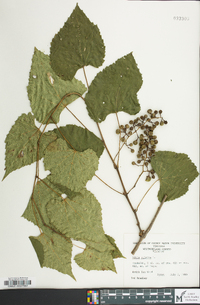 Vitis vulpina image