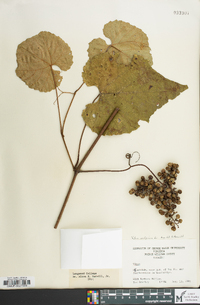 Vitis vulpina image