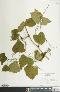 Vitis vulpina image