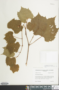 Vitis vulpina image