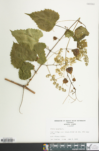 Vitis vulpina image