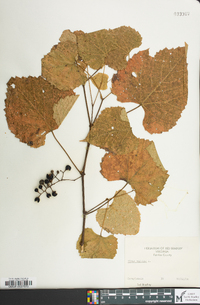 Vitis vulpina image