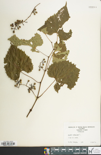 Vitis vulpina image