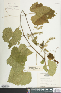 Vitis vulpina image