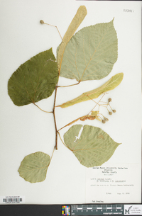 Tilia x moltkei image