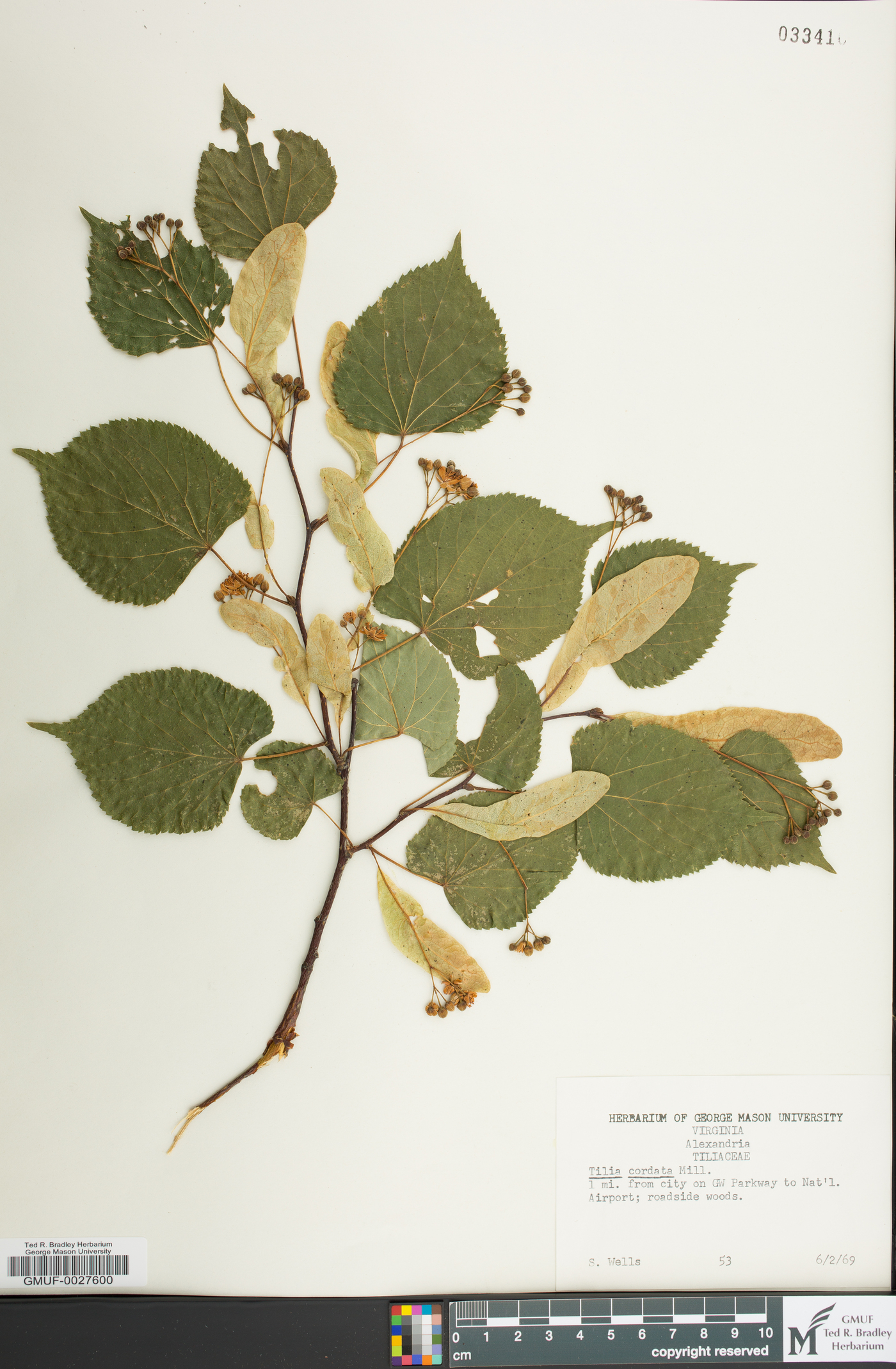 Tilia cordata image