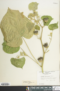 Abutilon theophrasti image