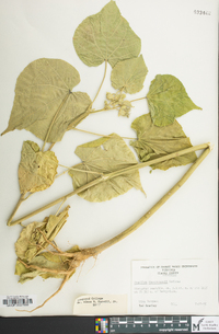 Abutilon theophrasti image